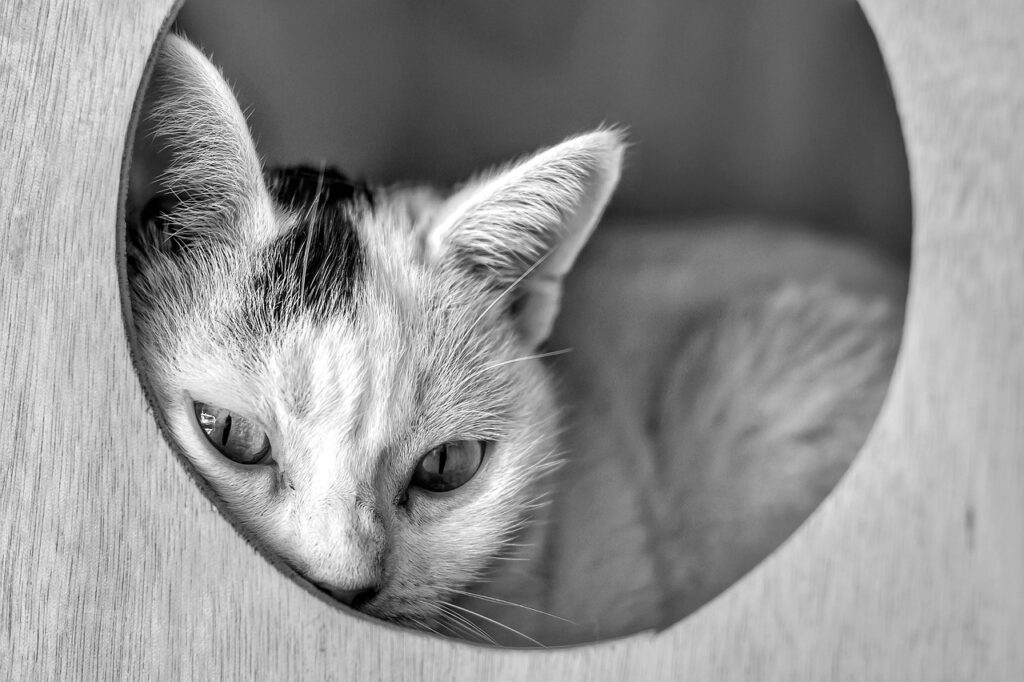 視力B判定の小学生が次に何するべきかを解説します？