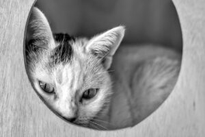 視力B判定の小学生が次に何するべきかを解説します？