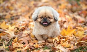 小学生の仮性近視改善成功例はどのようなものがあるのか？