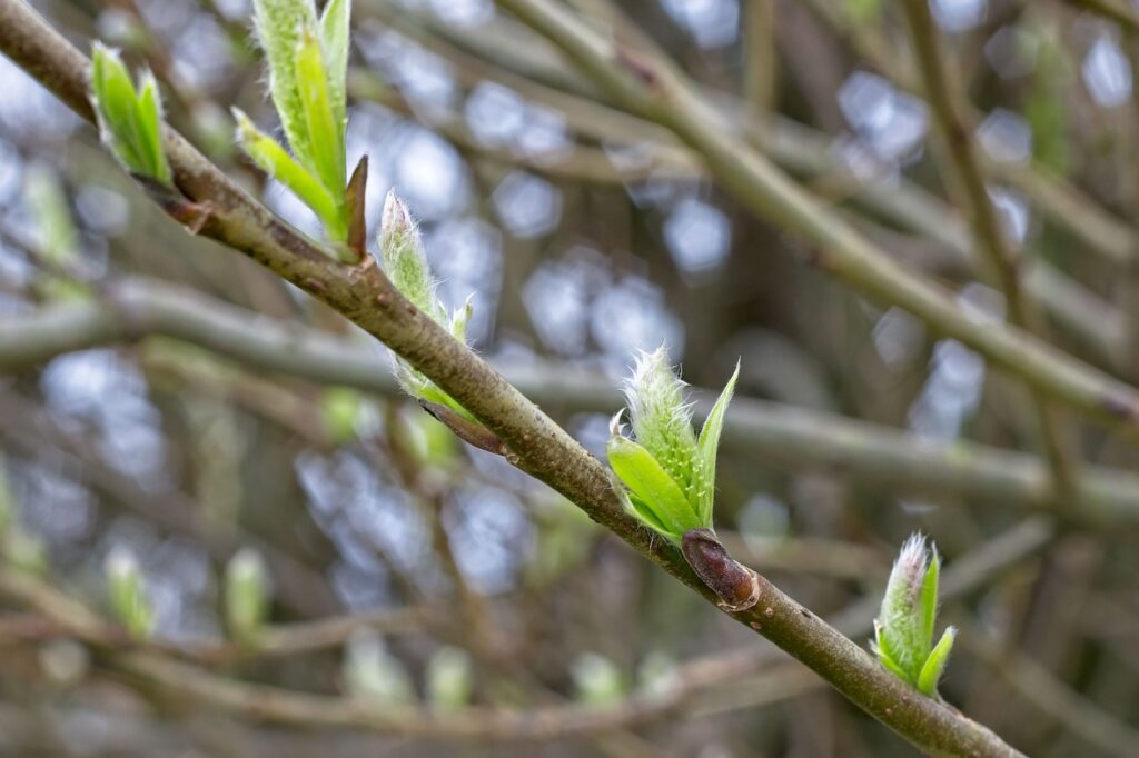 アレルギー性ドライアイの原因とは何ですか？